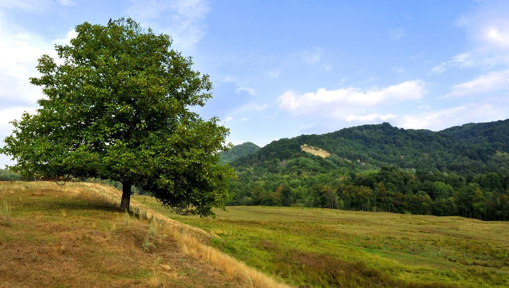 Pensiunea Tiuta Hotel Corbeni Buitenkant foto